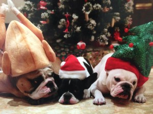 Auguste, Coco and Bianca wearing their Christmas hats